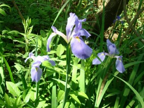 Iris virginica Blue Flag