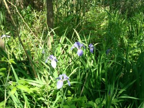 Iris virginica Blue Flag