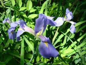 Iris virginica Blue Flag