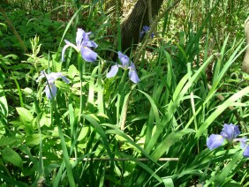 Iris virginica Blue Flag