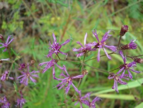 Vernonia angustifolia Tall Ironweed