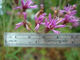 Vernonia angustifolia Tall Ironweed