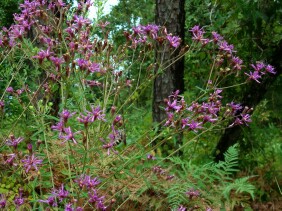 Vernonia angustifolia Tall Ironweed