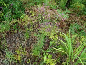 Vernonia angustifolia Tall Ironweed