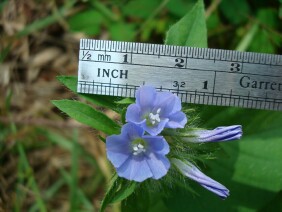 Jacquemontia tamnifolia