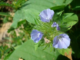 Jacquemontia tamnifolia