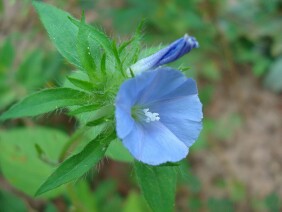 Jacquemontia tamnifolia