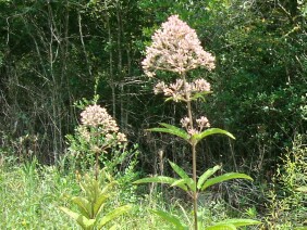 Eupatorium fistulosum Joe-pye Weed