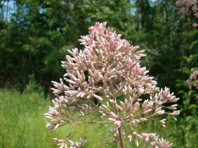 Eupatorium fistulosum Joe-pye Weed