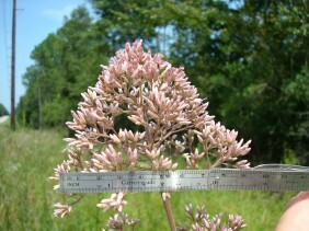 Eupatorium fistulosum Joe-pye Weed