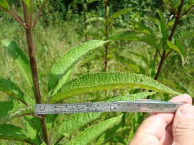 Eupatorium fistulosum Joe-pye Weed