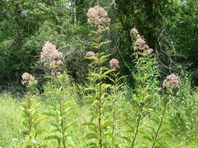 Eupatorium fistulosum Joe-pye Weed