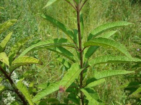 Eupatorium fistulosum Joe-pye Weed