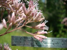 Eupatorium fistulosum Joe-pye Weed