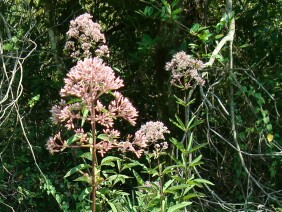 Eupatorium fistulosum Joe-pye Weed