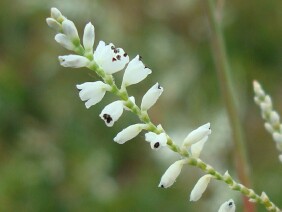 Polygonella gracilis Tall Jointweed