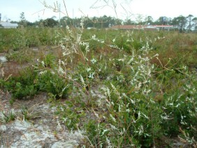 Polygonella gracilis Tall Jointweed