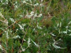 Polygonella gracilis Tall Jointweed