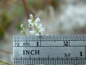 Polygonella gracilis Tall Jointweed