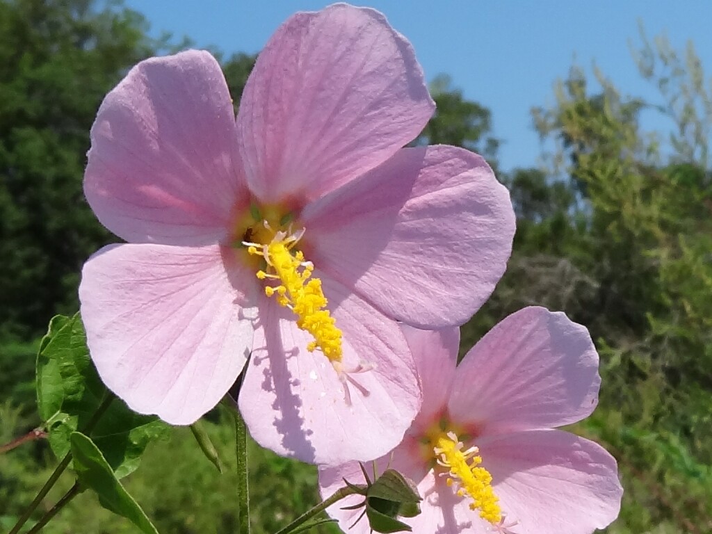 Kosteletzkya virginica  Virginia Saltmarsh Mallow