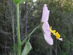 Kosteletzkya virginica  Virginia Saltmarsh Mallow