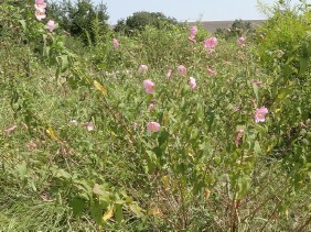 Kosteletzkya virginica  Virginia Saltmarsh Mallow