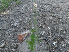 Kosteletzkya virginica  Virginia Saltmarsh Mallow