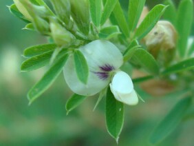 Lespedeza cuneata, Sericea Lespedeza