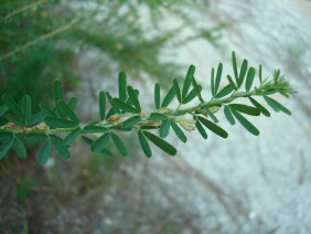 Lespedeza cuneata, Sericea Lespedeza