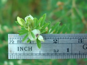 Lespedeza cuneata, Sericea Lespedeza