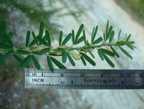 Lespedeza cuneata, Sericea Lespedeza