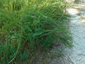 Lespedeza cuneata, Sericea Lespedeza