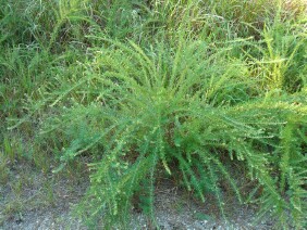 Lespedeza cuneata, Sericea Lespedeza