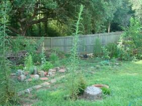 Lactuca canadensis Wild Lettuce