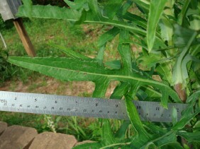 Lactuca canadensis Wild Lettuce