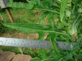 Lactuca canadensis Wild Lettuce