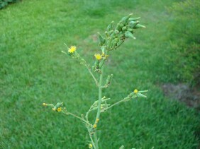 Lactuca canadensis Wild Lettuce