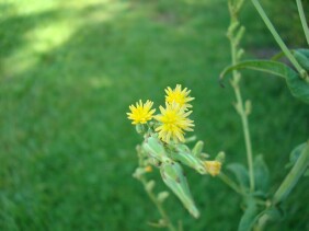 Lactuca canadensis Wild Lettuce