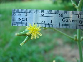 Lactuca canadensis Wild Lettuce