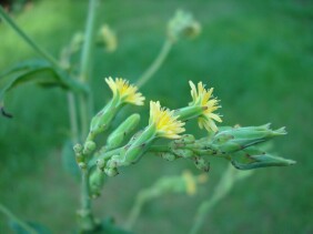 Lactuca canadensis Wild Lettuce