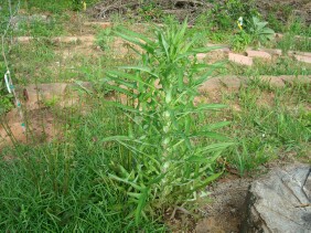 Lactuca canadensis Wild Lettuce