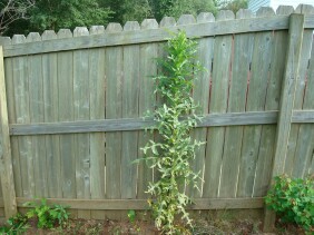 Lactuca canadensis Wild Lettuce