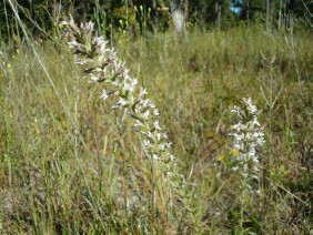 Liatris elegans Pinkscale Blazing Star