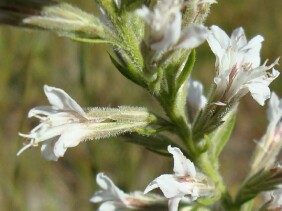 Liatris elegans Pinkscale Blazing Star