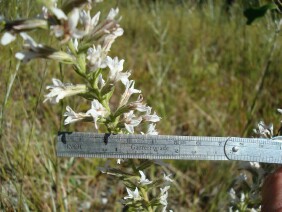 Liatris elegans Pinkscale Blazing Star