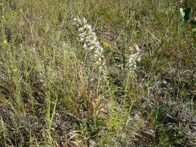 Liatris elegans Pinkscale Blazing Star