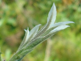 Liatris elegans Pinkscale Blazing Star