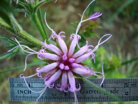 Liatris squarrosa Scaly Blazing Star