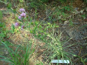 Liatris squarrosa Scaly Blazing Star