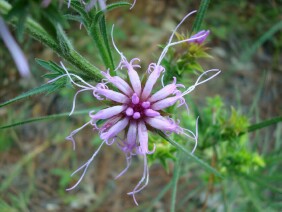 Liatris squarrosa Scaly Blazing Star